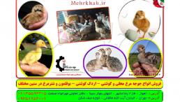 آموزش و مشاوره جهت احداث کارگاه پرورش انواع طیور