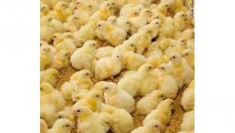 فروش جوجه مرغ یک روزه گوشتی جوجه محلی صنعتی و هلندی