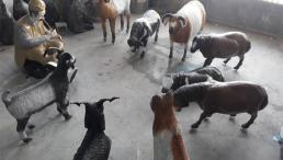 المان هنری فایبرگلاس گله گوسفند