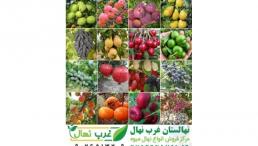 خرید نهال از نهالستان با قیمت فروش مناسب