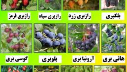 فروش ارقام مختلف نهال میوه و انگور