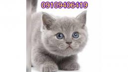 خریدوفروش انواع نژاد گربه