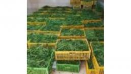 فروش سبزی آماده،سبزی خشک ، سبزی خورشتی،سبزی آش،سبزی دلمه